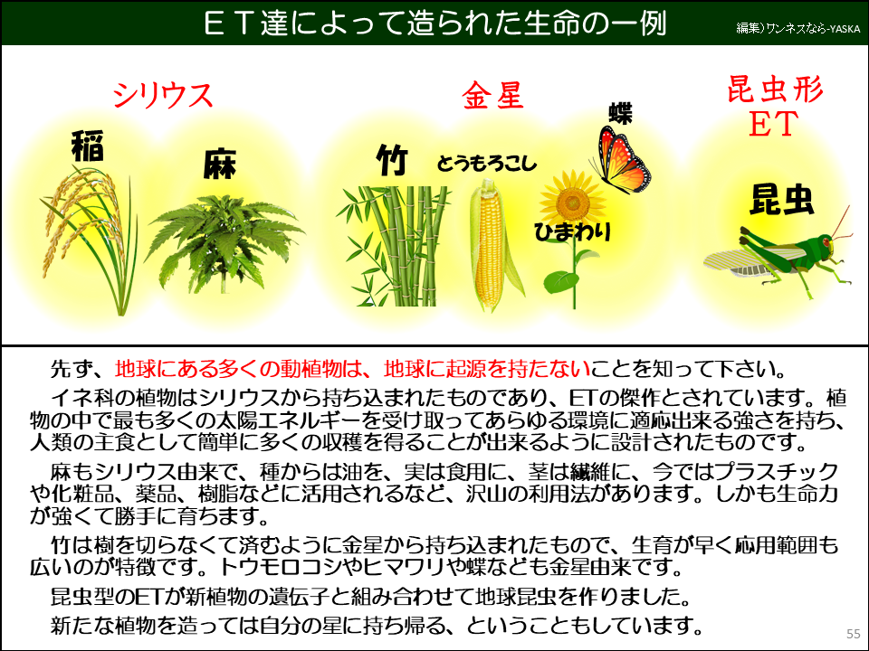 先ず、地球にある多くの動植物は、地球に起源を持たないことを知って下さい。

イネ科の植物はシリウスから持ち込まれたものであり、ETの傑作とされています。植物の中で最も多くの太陽エネルギーを受け取ってあらゆる環境に適応出来る強さを持ち、 人類の主食として簡単に多くの収穫を得ることが出来るように設計されたものです。

麻もシリウス由来で、種からは油を、実は食用に、茎は繊維に、今ではプラスチックや化粧品、薬品、樹脂などに活用されるなど、沢山の利用法があります。しかも生命力が強くて勝手に育ちます。

竹は樹を切らなくて済むように金星から持ち込まれたもので、生育が早く応用範囲も広いのが特徴です。トウモロコシやヒマワリや蝶なども金星由来です。

昆虫型のETが新植物の遺伝子と組み合わせて地球昆虫を作りました。

新たな植物を造っては自分の星に持ち帰る、ということもしています。
