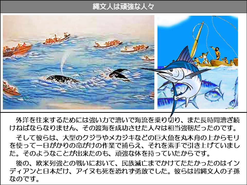 外洋を往来するためには強い力で漕いで海流を乗り切り、また長時間漕ぎ続けねばならなりません、その渡海を成功させた人々は相当強靭だったのです。 そして彼らは、大型のクジラやメカジキなどの巨大魚を丸木舟の上からモリを使って一日がかりの命がけの作業で捕らえ、それを素手で引き上げていました。そのようなことが出来たのも、頑強な体を持っていたからです。 後の、欧米列強との戦いにおいて、民族滅亡までかけてたたかったのはインディアンと日本だけ、アイヌも死を恐れず勇敢でした。彼らは皆縄文人の子孫なのです。