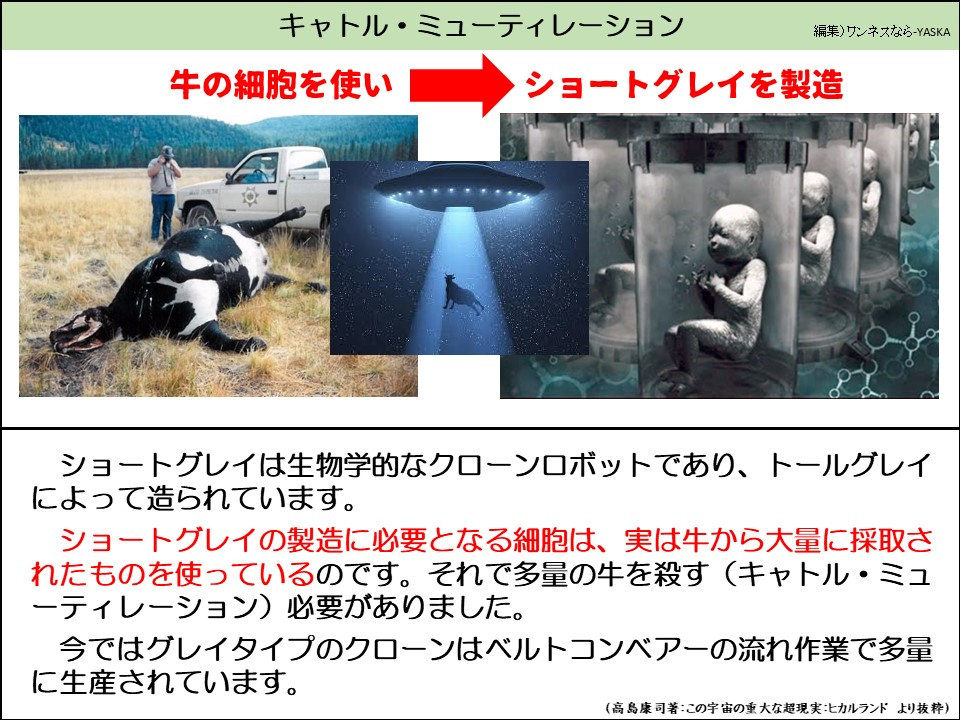 キャトル・ミューティレーション

牛の細胞を使い

ショートグレイを製造

ショートグレイは生物学的なクローンロボットであり、トールグレイによって造られています。

ショートグレイの製造に必要となる細胞は、実は牛から大量に採取されたものを使っているのです。それで多量の牛を殺す(キャトル・ミューティレーション)必要がありました。

今ではグレイタイプのクローンはベルトコンベアーの流れ作業で多量に生産されています。

(高島康司著:この宇宙の重大な超現実:ヒカルランドより抜粋)