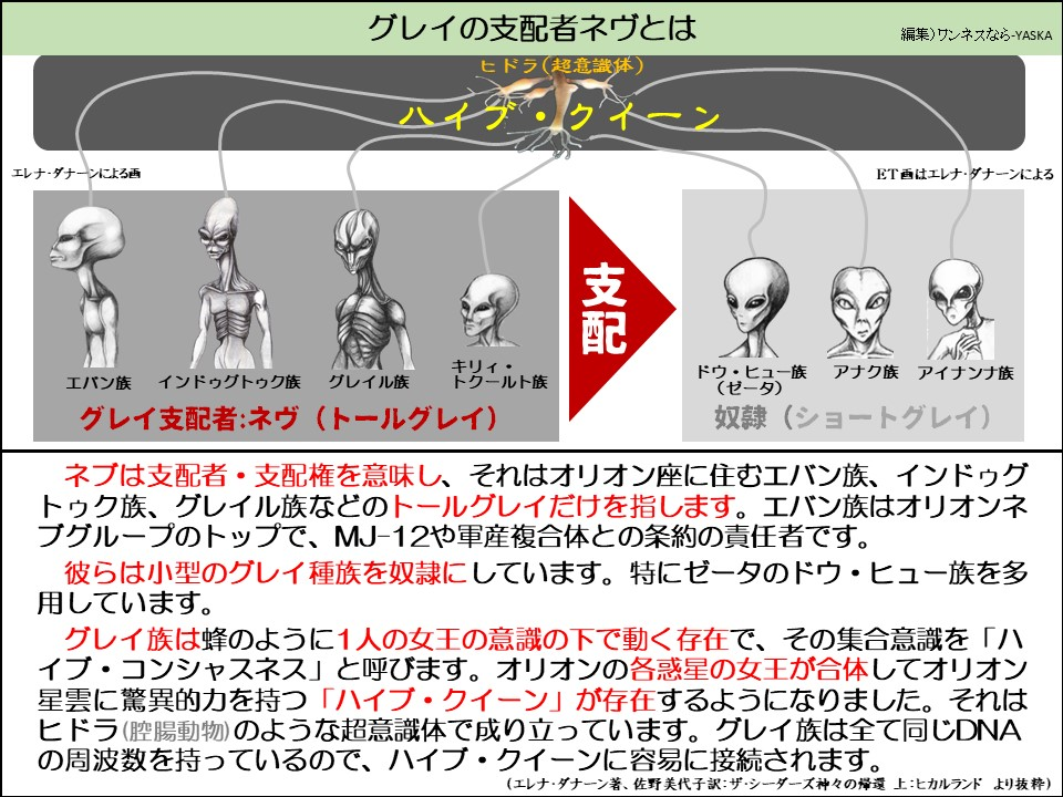 グレイの支配者ネヴとは

ヒドラ(超意識体)

エレナ・ダナーンによる画

ET画はエレナ・ダナーンによる

エバン族

インドゥグトゥク族

グレイル族

キリィトゥールト族

ドウ・ヒュー族 (ゼータ)

アナク族

アイナンナ族

グレイ支配者:ネヴ (トールグレイ)

奴隷(ショートグレイ)

ネブは支配者・支配権を意味し、それはオリオン座に住むエバン族、インドゥグトゥク族、グレイル族などのトールグレイだけを指します。エバン族はオリオンネブグループのトップで、MJ-12や軍産複合体との条約の責任者です。

彼らは小型のグレイ種族を奴隷にしています。特にゼータのドウ・ヒュー族を多用しています。

グレイ族は蜂のように1人の女王の意識の下で動く存在で、その集合意識を「ハイブ・コンシャスネス」と呼びます。オリオンの各惑星の女王が合体してオリオン星雲に驚異的力を持つ 「ハイブ・クイーン」が存在するようになりました。それはヒドラ (腔腸動物)のような超意識体で成り立っています。グレイ族は全て同じDNA の周波数を持っているので、ハイブ・クイーンに容易に接続されます。

(エレナ・ダナーン著、佐野美代子訳:ザ・シーダーズ神々の帰還 上:ヒカルランド より抜粋)