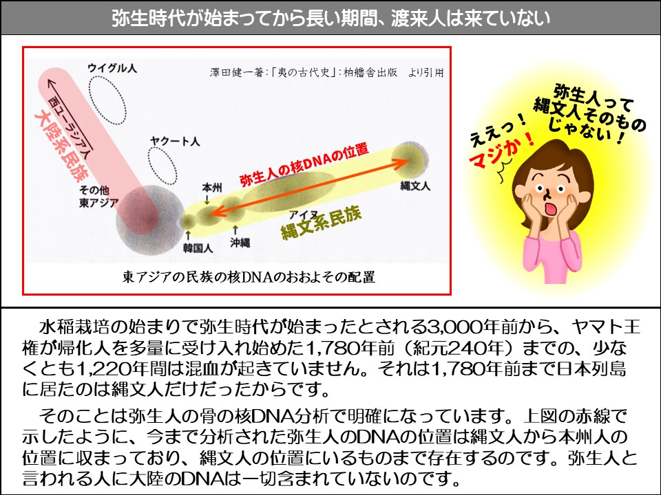 弥生時代が始まってから長い期間、渡来人は来ていない

ウイグル人

澤田健一著:「夷の古代史」:柏艦舎出版 より引用

西ユーラシア人

大陸民族

その他東アジア

↑

ヤクート人

↓ 本州

弥生人の核DNAの位置

韓国人

↑ 沖縄

新しい国家

縄文人

ええっ! マジか!

弥生人って縄文人そのものじゃない! 

東アジアの民族の核DNAのおおよその配置

水稲栽培の始まりで弥生時代が始まったとされる3,000年前から、ヤマト王権が帰化人を多量に受け入れ始めた1,780年前(紀元240年)までの、少なくとも1,220年間は混血が起きていません。それは1,780年前まで日本列島に居たのは縄文人だけだったからです。

そのことは弥生人の骨の核DNA分析で明確になっています。上図の赤線で示したように、今まで分析された弥生人のDNAの位置は縄文人から本州人の位置に収まっており、縄文人の位置にいるものまで存在するのです。弥生人と言われる人に大陸のDNAは一切含まれていないのです。
